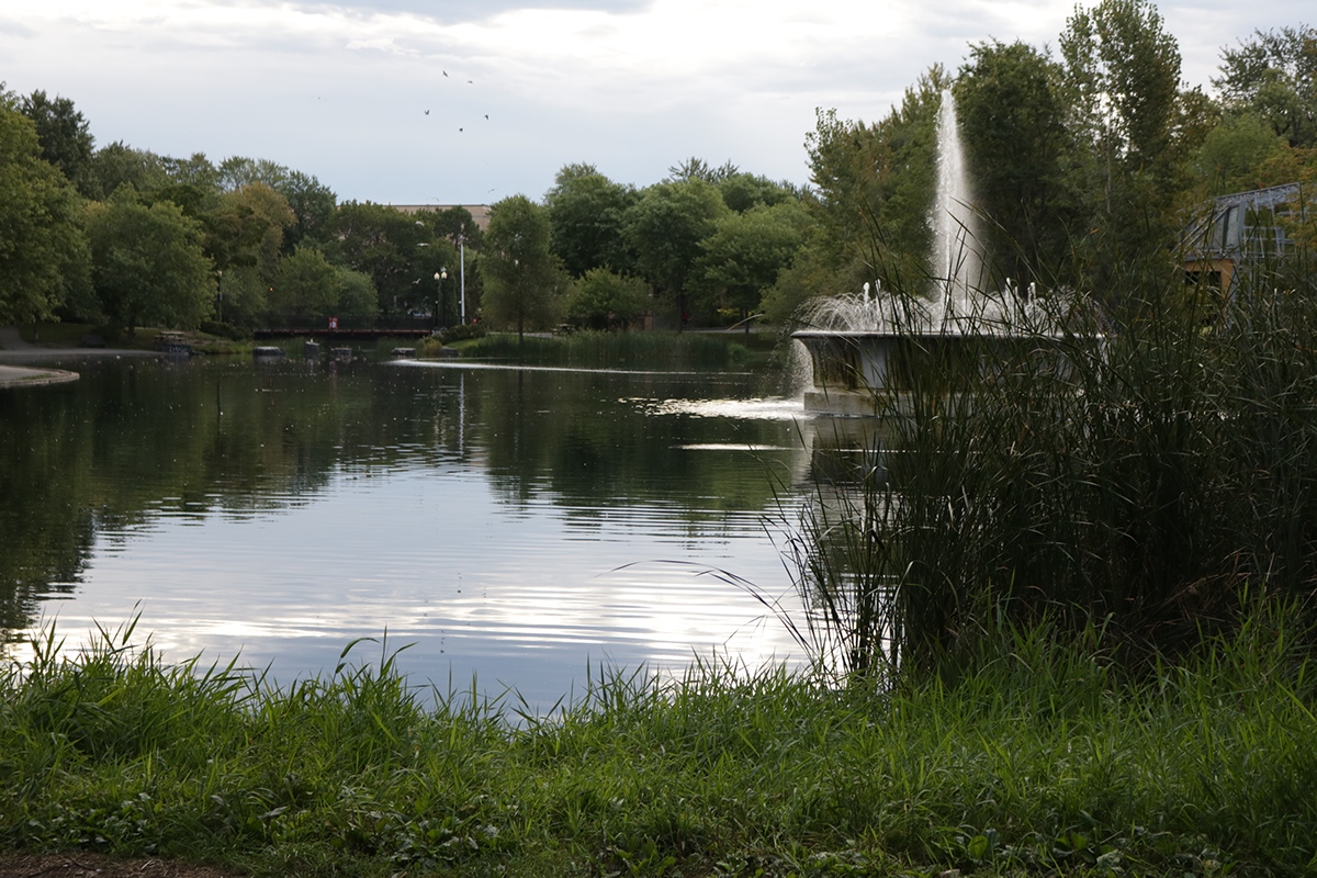 Park parc lafontaine mont-royal Montreal photo pictures pphotographie Nature eau water bird oiseau Etang fontaine