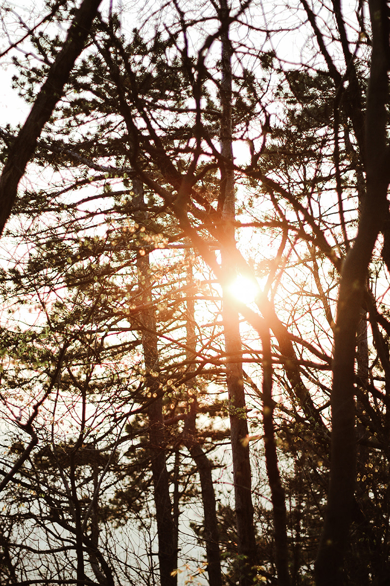 forest Normafa hungary krisztina ancza wood sunset spring summer sunshine Sun Nature alone