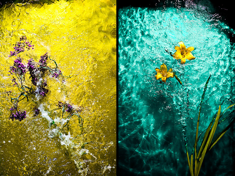 water Flowers flower color bright wet outerspace highlights Flora florae