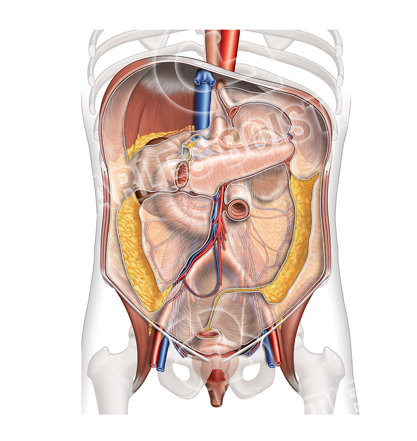 anatomical illustration medical illustration abdomen Digestive System liver stomac fascias