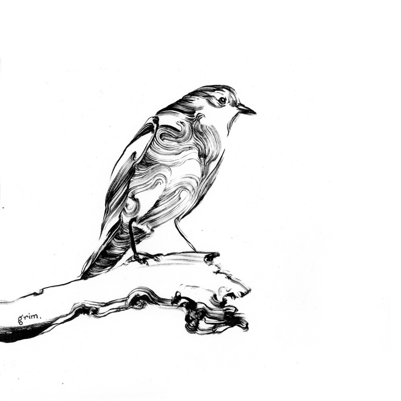 grim wilkins sparrows birds spring chickadee BlueBird