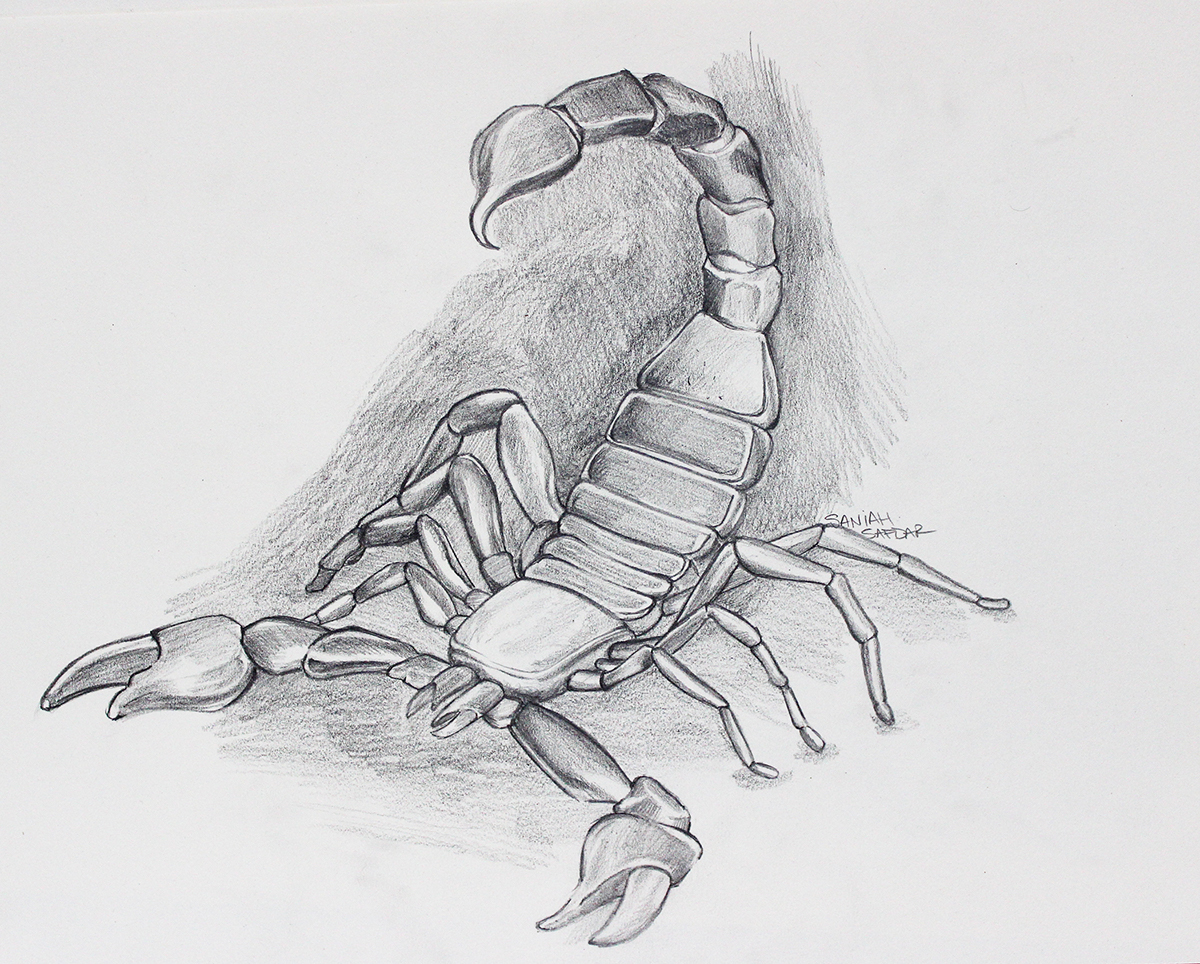 Emperor Scorpion by Kruggar | Scorpio art, Art journal inspiration, Insect  art