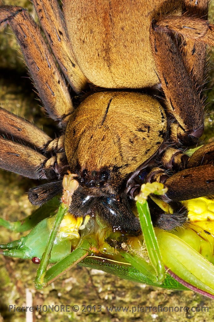 bat rainforest Ecology conservation Caterpillar insect plantes spider frog Nature reserve china xishuangbanna Yunnan