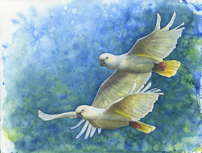 watercolor painting parrots Competition