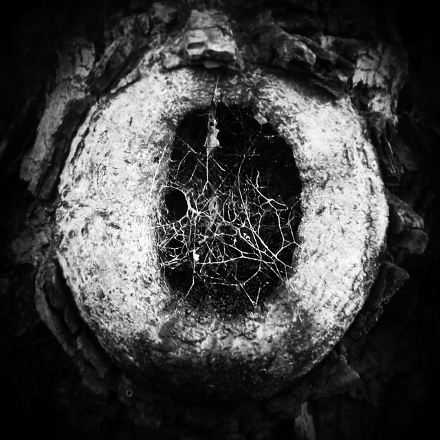 instagram black and white bnw black White portrait square abstract Nature Street art