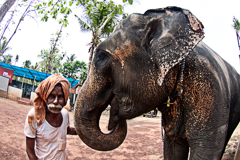 India MUMBAI kerala indian Hindu elephant Travelling bartsmiles bartolomeo koczenasz koczenasz PUNE Goa