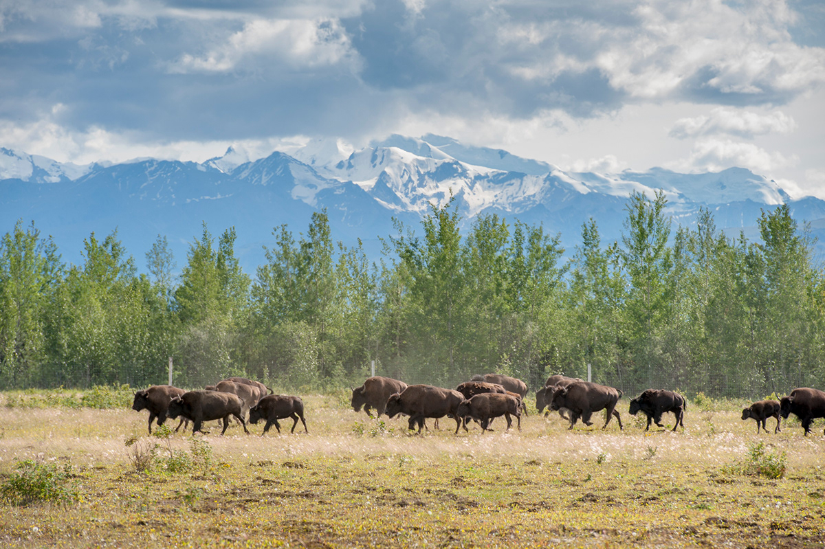 Travel Alaska Nature wildlife stock