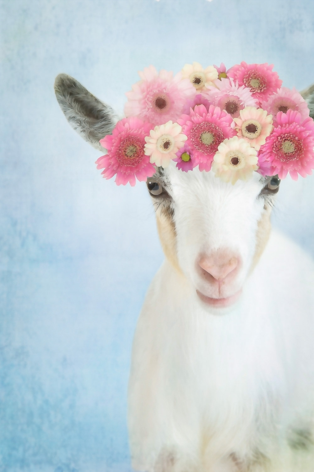 Photography  animals farm floral Pet Digital Art  lifestyle