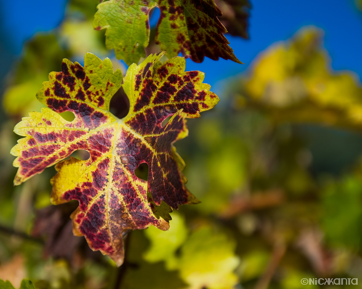 vineyard wine winery grapes autumn summer color Oregon PNW photograpy