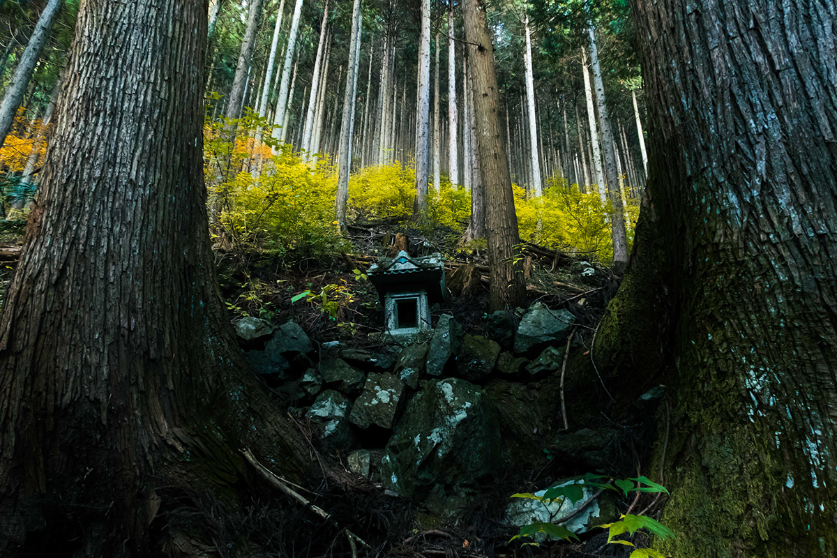 Canon compact digital camera forest G7X japan Landscape Nature Okutama tokyo trees