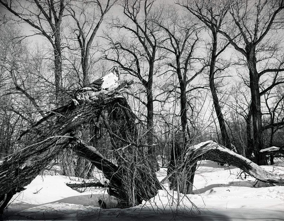 trees bw black and white winter fine art