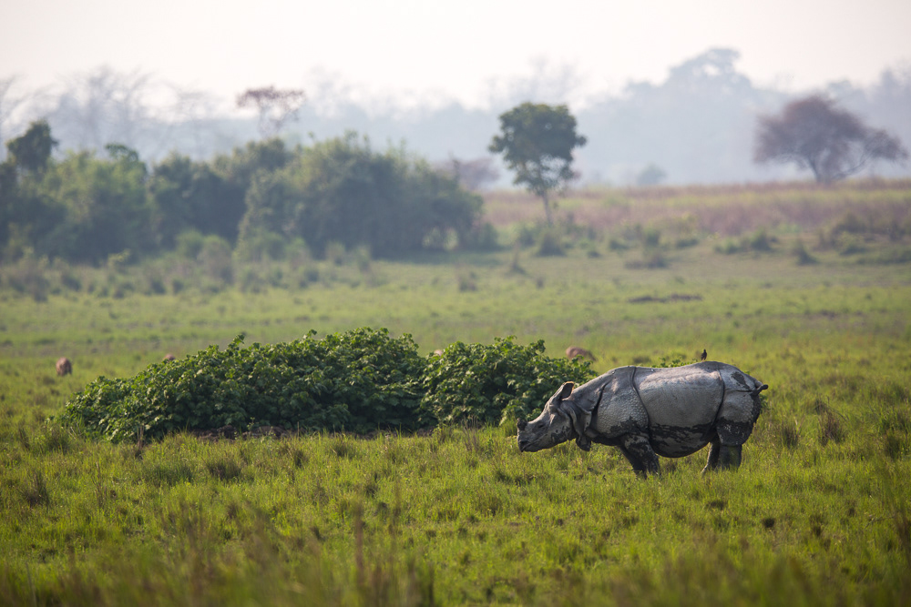 Rhino kaziranga India safari Canon John Rowell Adhocphotographer unicorn