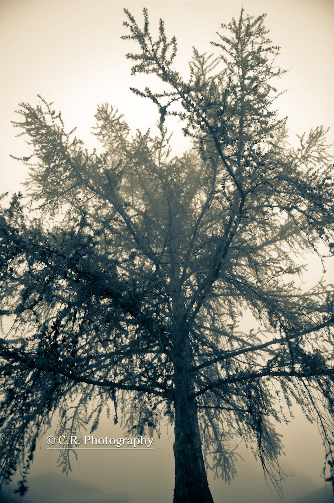 fog  Photography  landscape  others Landscape others