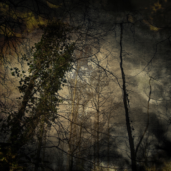 trees woodland Forests grunge
