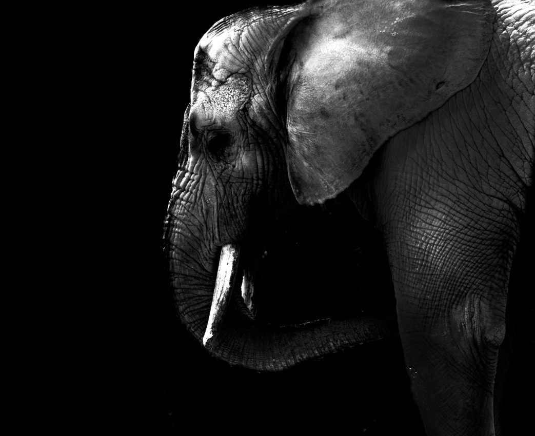 animals safari art black and white fine art strobe Canon toronto zoo ocad OCADU