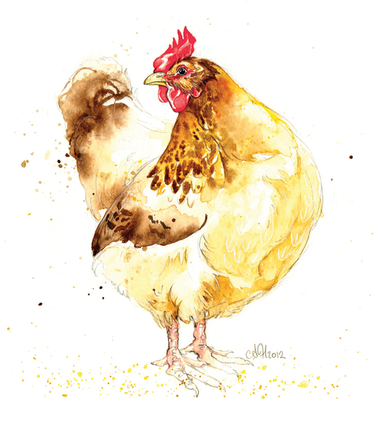 chickens  Illustration Paintings farm  animals poultry birds Rooster cockerel eggs produce Food  Hens vivid fresh
