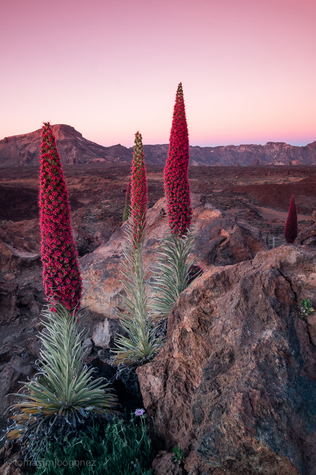 Adobe Portfolio Flowers night mountain National Park Tower Jewels Landscape moonlight red