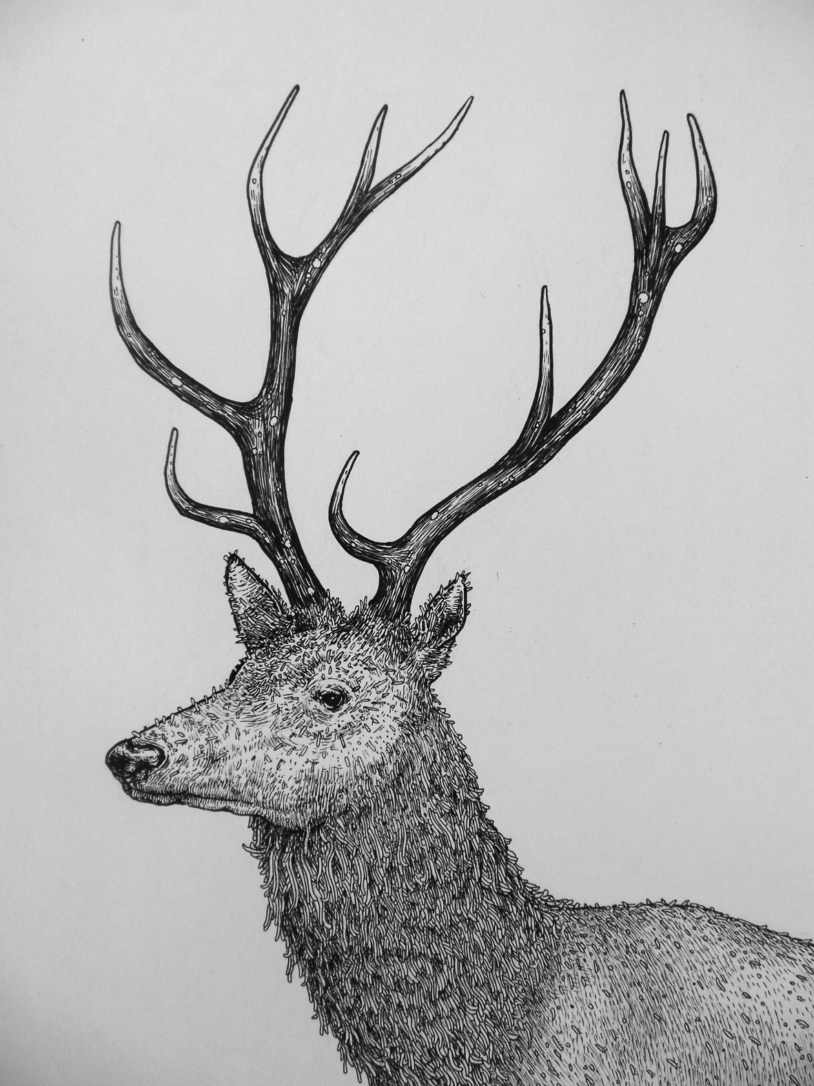 Cerunnos deer hirsch animal fineliner  love  Live  draw Space  Nature
