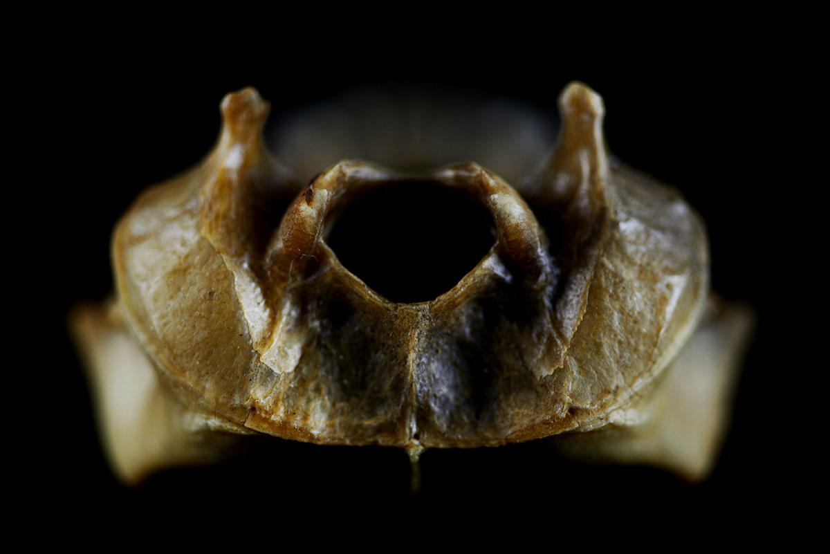 possum skull possum skull macro grunge animal animal skull decomposed micro