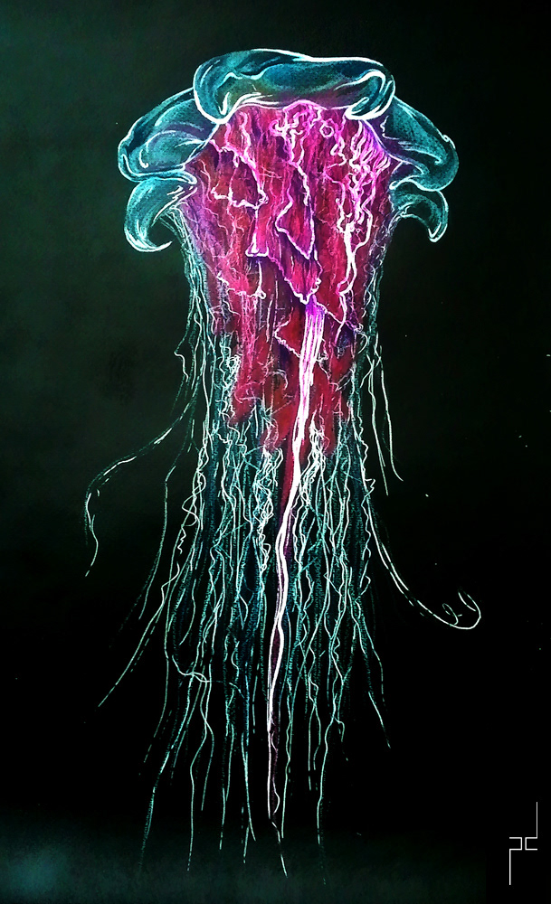 jellyfish sea underworld sea life pink colorful marine creature Ocean aquatic jelly water