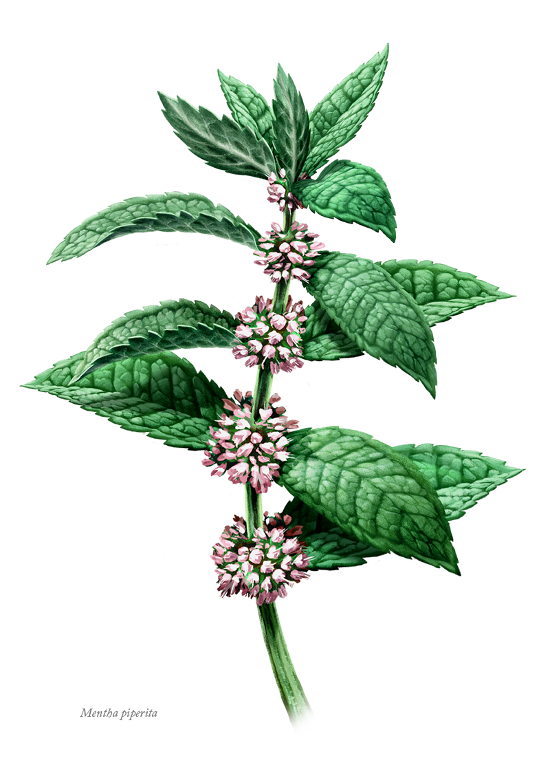 botanical Packaging plants cannabis science pattern lavender medicine Medicinal