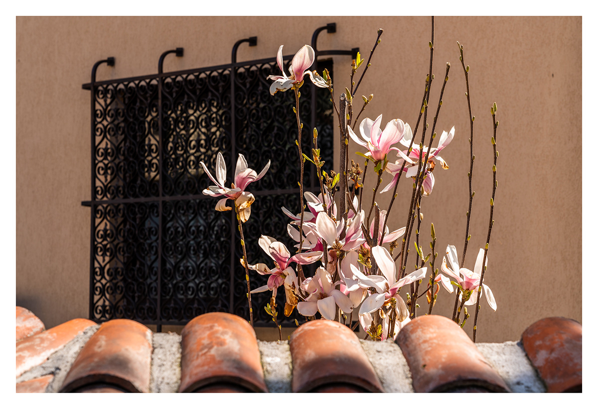 architecture beauty bloom city macrophotography magnolia spring sunshine trees windows