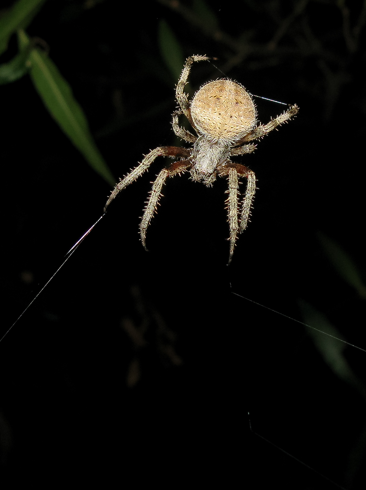 spider Arachnid Web orbweaver