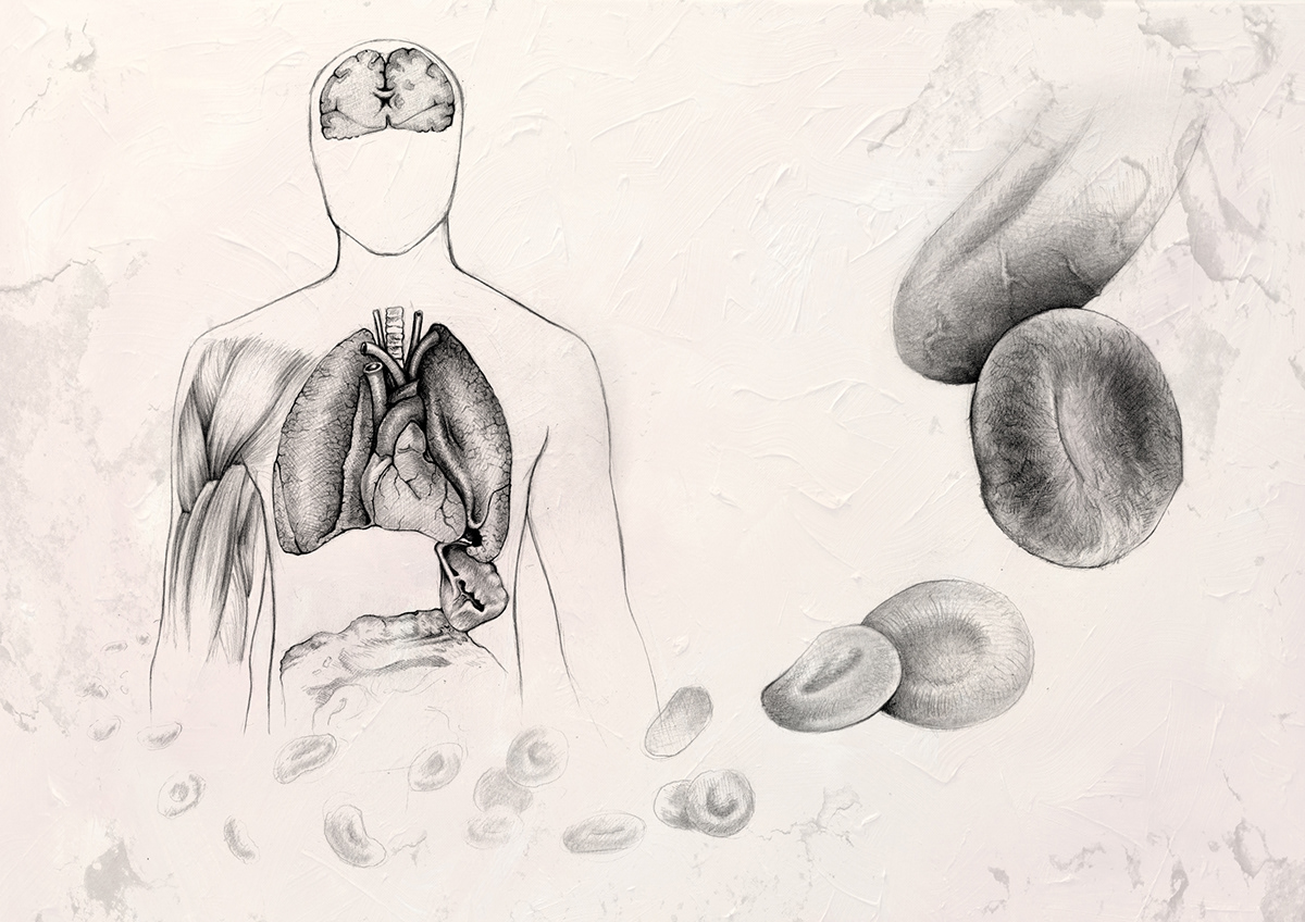 anatomie kunst kunstwerk Körper Medizin kugelschreiber aquarell
