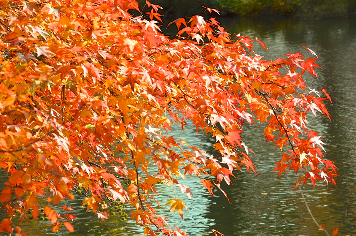 autumn centralpark leaves
