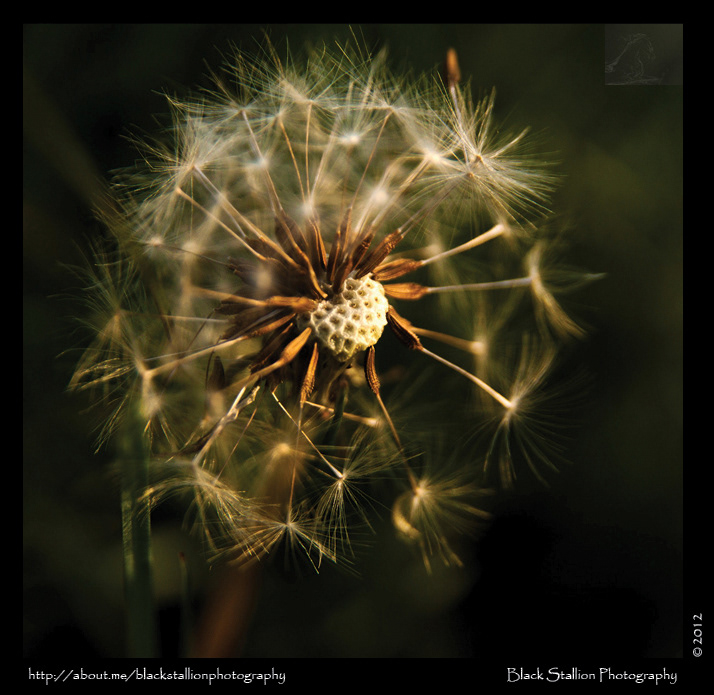 dispersion seeds wind spring season dandelion scotland Nature symmetry pattern black stallion igallopfree