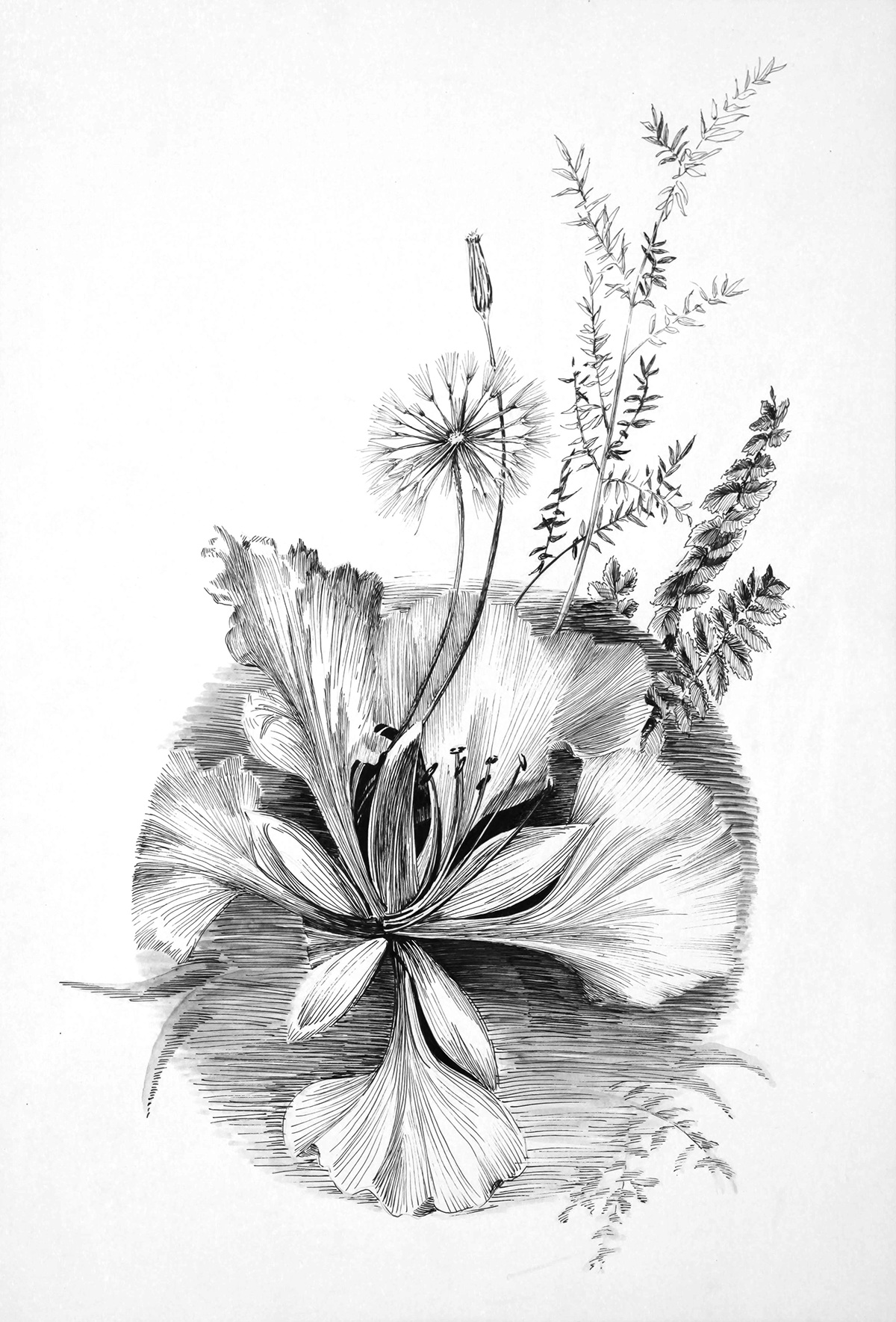plants botany Flora Human figures life black & white Anthropomorphism Pen & Ink