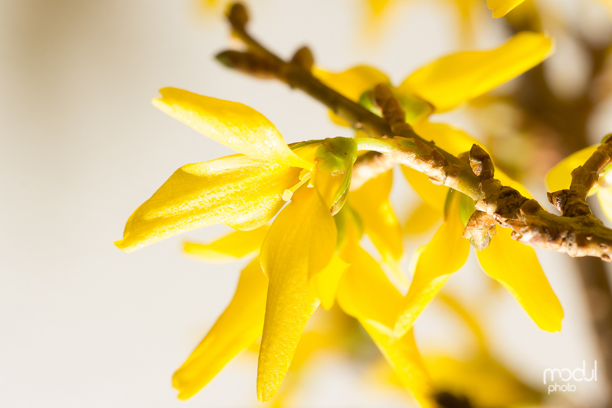 Easter yellow bloom Flowers macro light