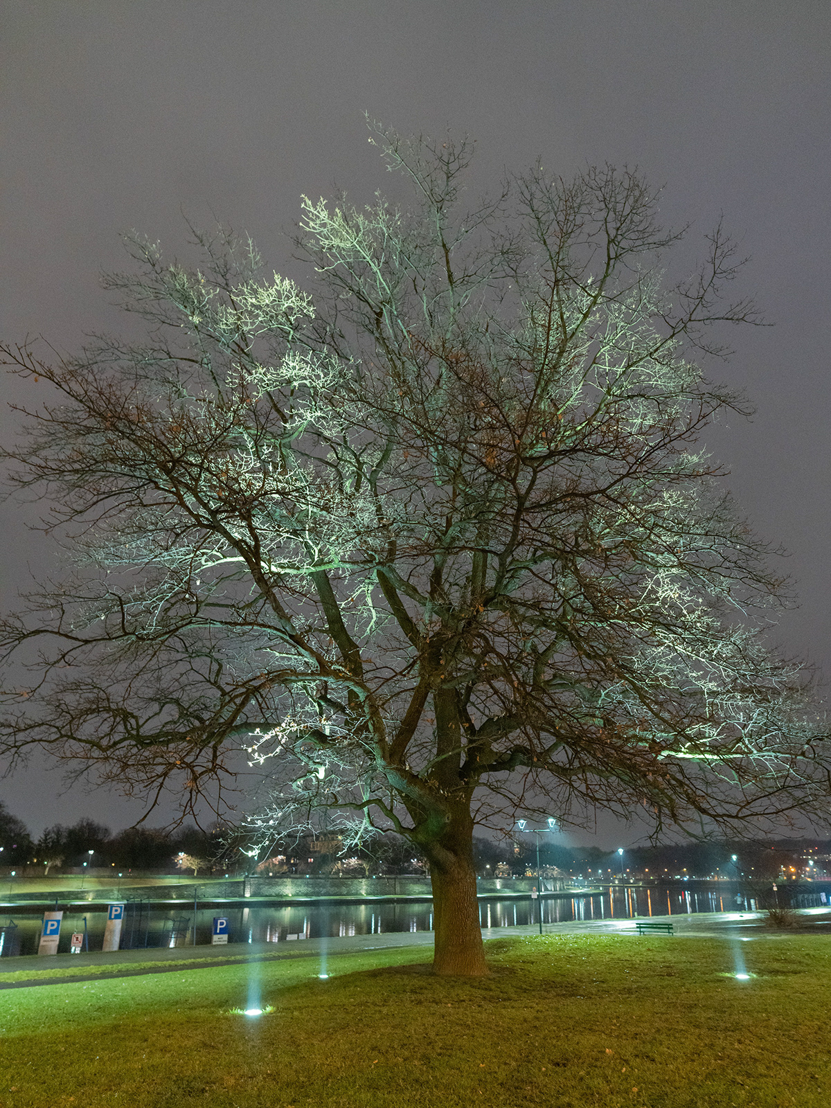 Highlighted tree Tree  krakow poland light Lamp