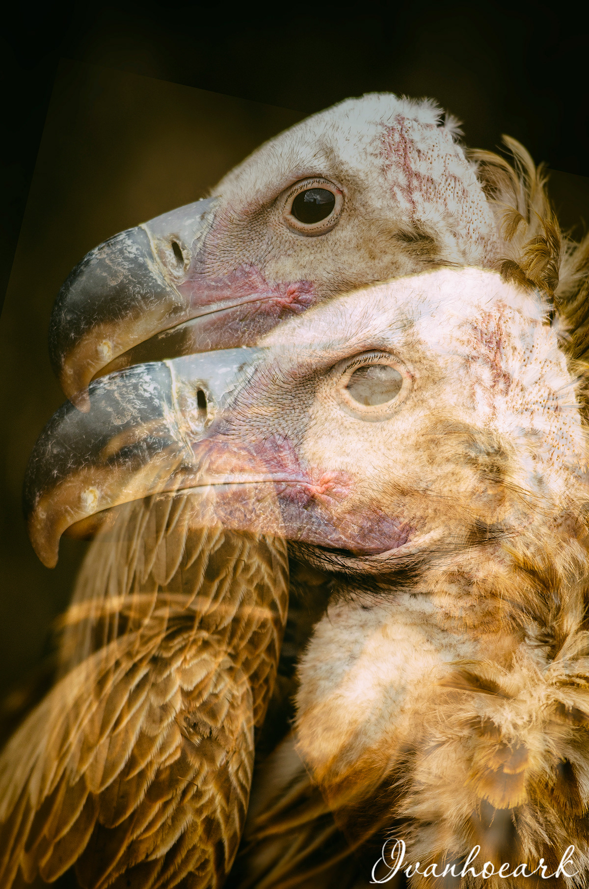 Photography  digital duble_exposure raptors birds