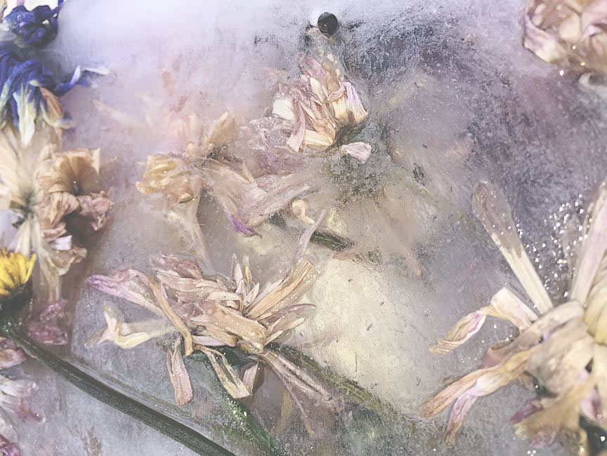 Flowers ice frozen bouqet macro