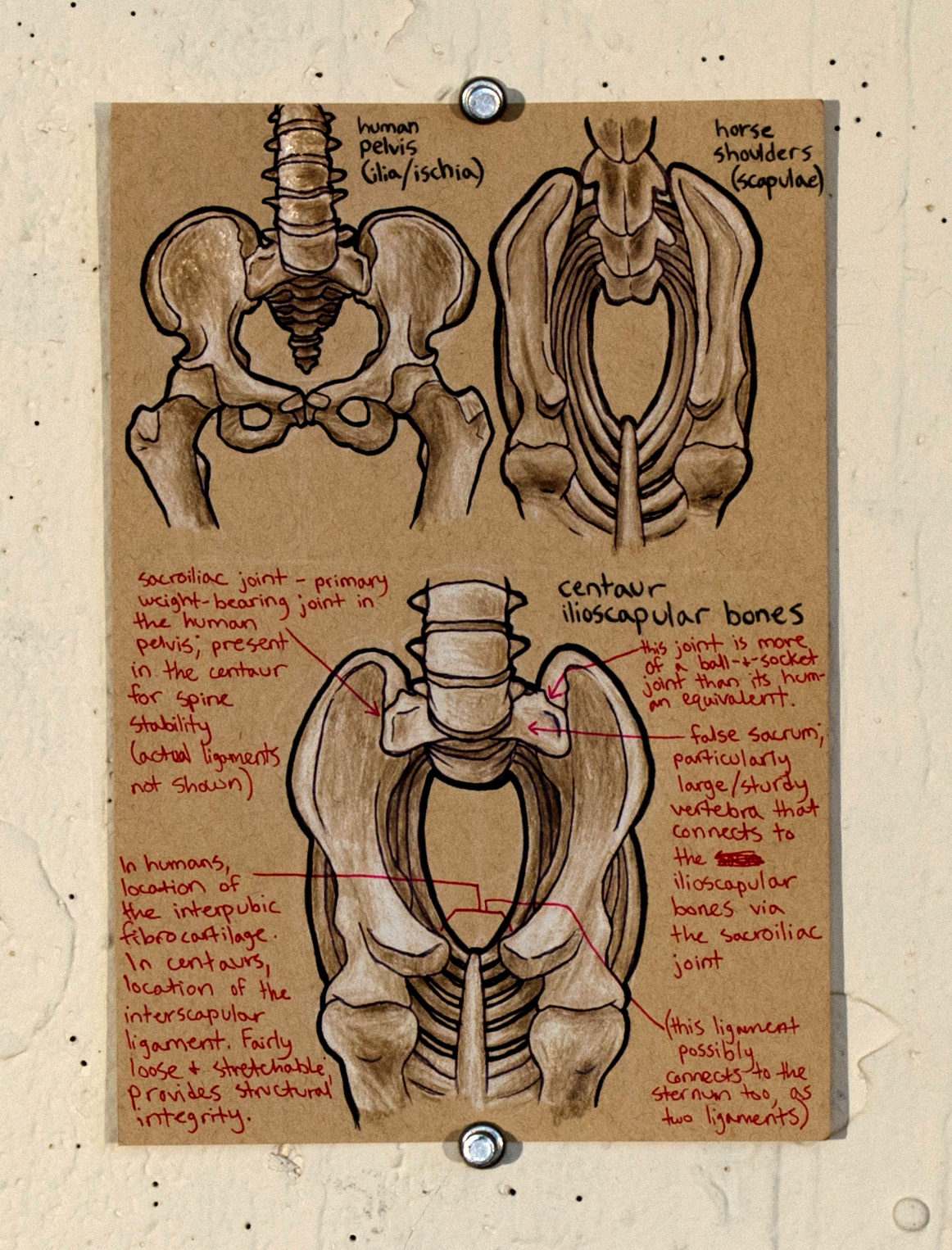 Centaur kentauride centaurette centauress anatomy medical illustration anatomical illustration skeleton muscular musculoskeletal system horse
