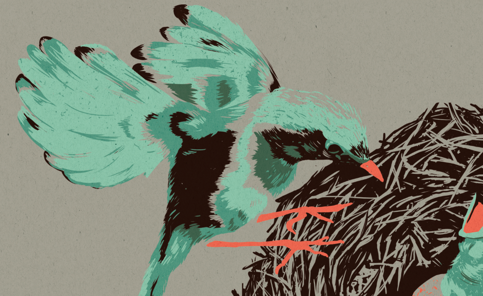 Hatch birds bird robin smelko sabrina milton Toronto Illustrator sheridan
