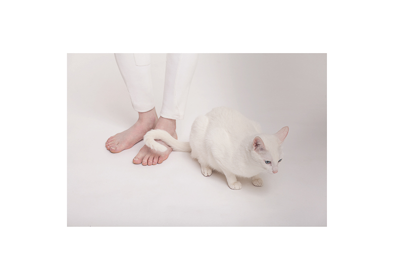 editorial kitty Cat celeste martearena cats albino White fullwhite palette guy moda Gato book photographer art