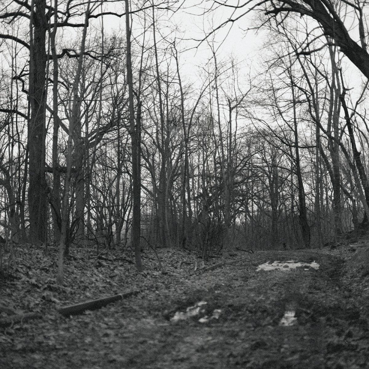 witch witchcraft forest patricia montrase dark Moody medium format film photography