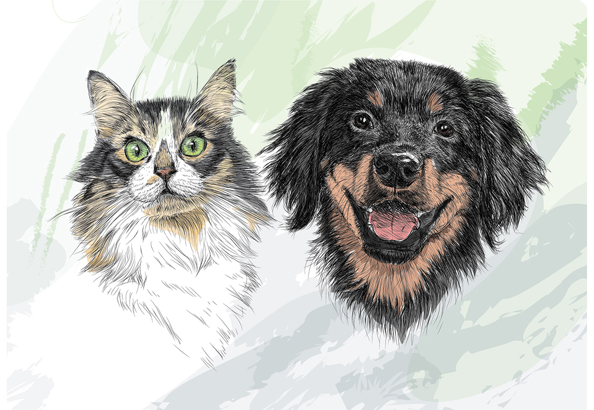 Cat Digital Art  dog dog drawing ILLUSTRATION  Pet Portrait