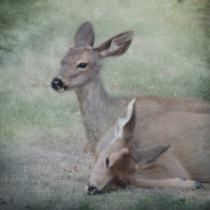 deer Deer Photography antlers fawns doe Sally Banfill