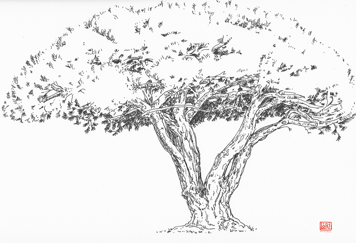 trees oak eucalyptus forest pine tree
