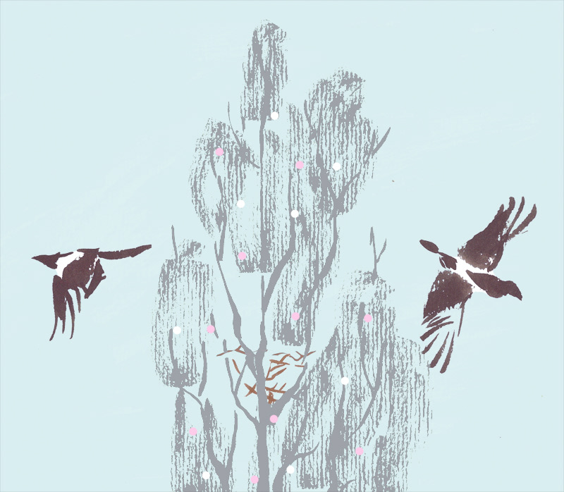 self-initiated project Nature birds spring summer