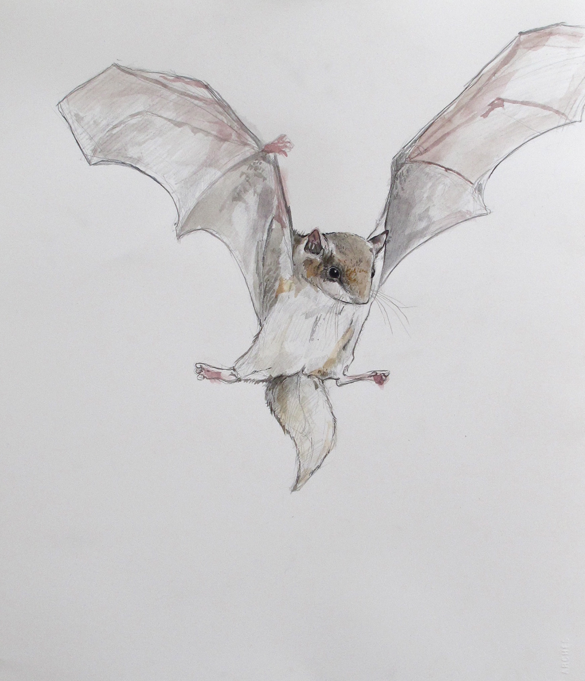 hybrids animals watercolor Paintings social network Mutations sloth goat bat jackalope