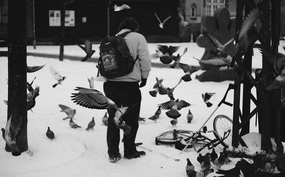 copenhagen pigeons swing snow winter north west nordvest København