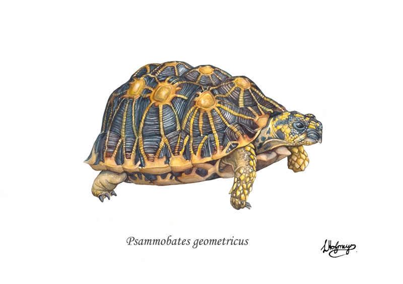 tortoise geometric tortoise watercolour