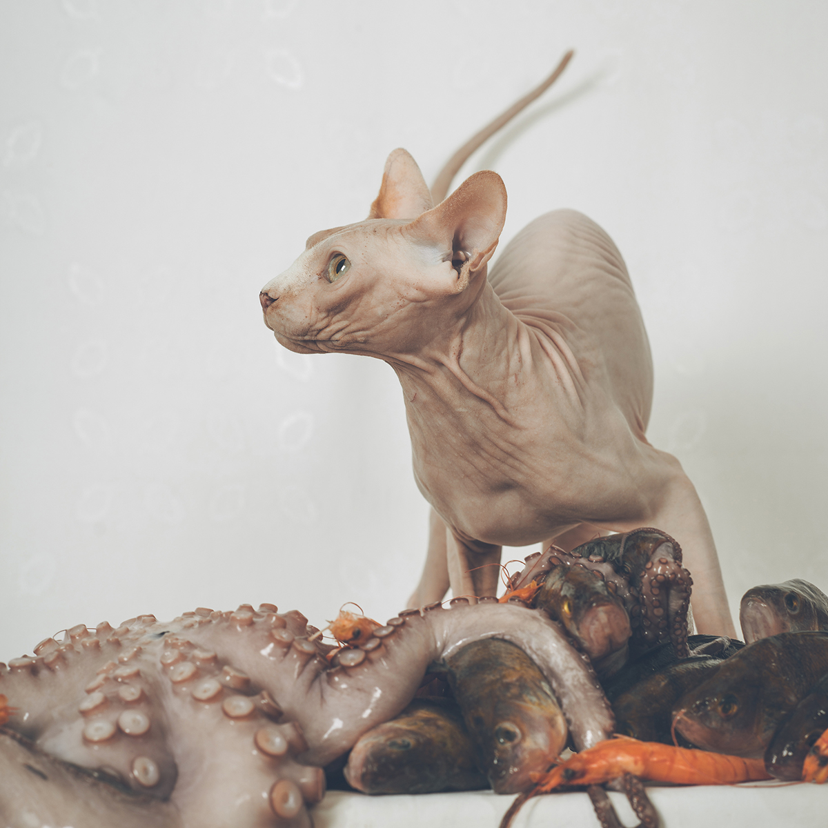 sphynx conceptual art seafood editorial