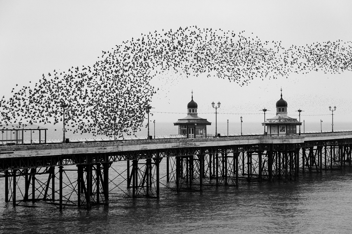 wildlife Nature birds monochrome Blackpool