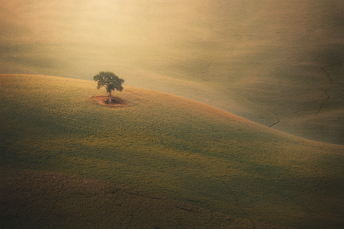 Photography  Nature Landscape Travel Tree  hills countryside fields light FINEART