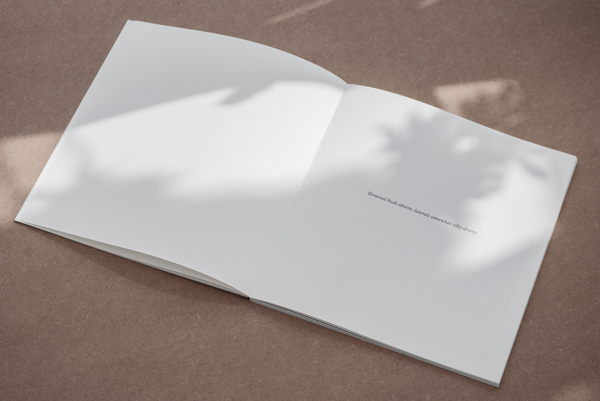 Photography  editorial print book Layout paper typography   grid